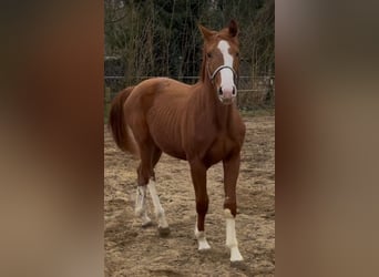 Hanoverian, Gelding, 2 years, 16.1 hh, Chestnut-Red