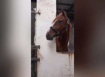 Hanoverian, Gelding, 2 years, 16.1 hh, Chestnut-Red