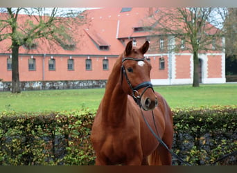 Hanoverian, Gelding, 2 years, 16,1 hh, Chestnut