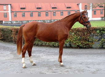 Hanoverian, Gelding, 2 years, 16,1 hh, Chestnut