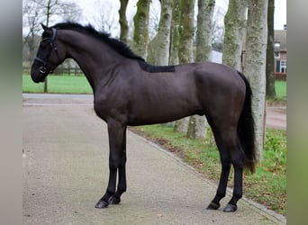 Hanoverian, Gelding, 2 years, 16,2 hh, Black