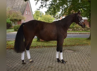 Hanoverian, Gelding, 2 years, 16.2 hh, Brown