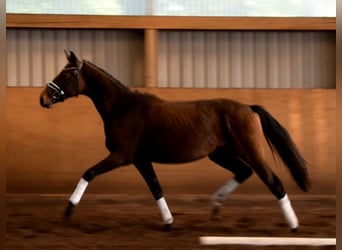 Hanoverian, Gelding, 2 years, 16.2 hh, Brown