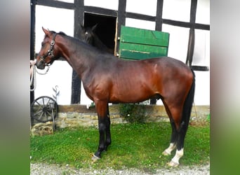 Hanoverian, Gelding, 2 years, 16 hh, Bay-Dark