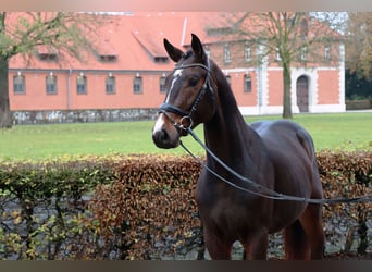 Hanoverian, Gelding, 2 years, 16 hh, Bay-Dark