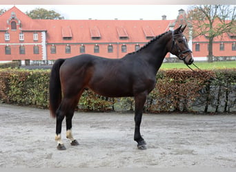 Hanoverian, Gelding, 2 years, 16 hh, Bay-Dark