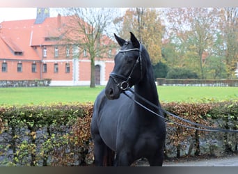 Hanoverian, Gelding, 2 years, 16 hh, Black