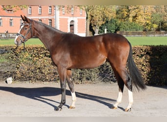 Hanoverian, Gelding, 2 years, 16 hh, Brown