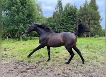 Hanoverian, Gelding, 2 years, 16 hh, Can be white