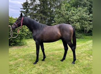 Hanoverian, Gelding, 2 years, 16 hh, Can be white