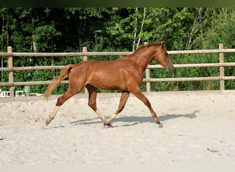 Hanoverian, Gelding, 2 years, 16 hh, Chestnut-Red