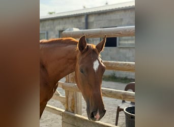 Hanoverian, Gelding, 2 years, 16 hh, Chestnut-Red