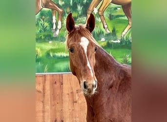 Hanoverian, Gelding, 2 years, 16 hh, Chestnut-Red