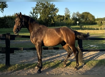 Hanoverian, Gelding, 2 years, 16,1 hh, Bay
