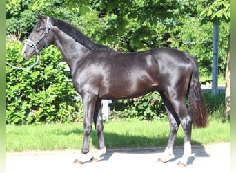 Hanoverian, Gelding, 2 years, 16,1 hh, Black