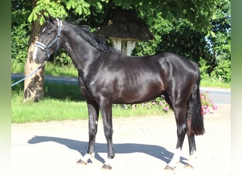 Hanoverian, Gelding, 2 years, 16,1 hh, Black