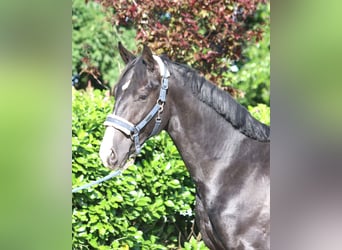 Hanoverian, Gelding, 2 years, 16,1 hh, Black
