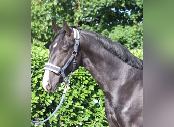 Hanoverian, Gelding, 2 years, 16,1 hh, Black