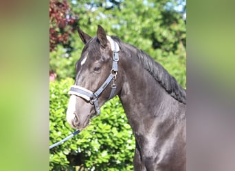Hanoverian, Gelding, 2 years, 16,1 hh, Black