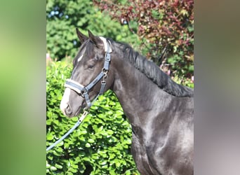 Hanoverian, Gelding, 2 years, 16,1 hh, Black