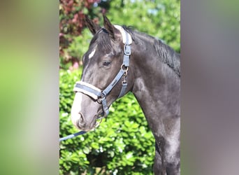 Hanoverian, Gelding, 2 years, 16,1 hh, Black