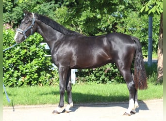 Hanoverian, Gelding, 2 years, 16,1 hh, Black