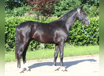 Hanoverian, Gelding, 2 years, 16,1 hh, Black