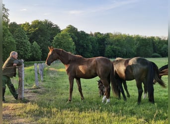 Hanoverian, Gelding, 2 years, 16,1 hh, Chestnut