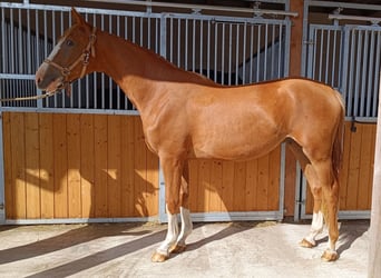 Hanoverian, Gelding, 2 years, 16,1 hh, Chestnut-Red