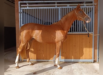 Hanoverian, Gelding, 2 years, 16,1 hh, Chestnut-Red
