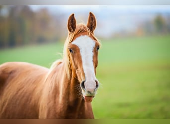 Hanoverian, Gelding, 2 years, 16,1 hh, Chestnut-Red