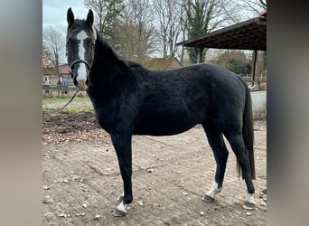 Hanoverian, Gelding, 2 years, 16,1 hh, Grey-Dark-Tan