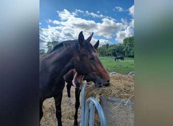 Hanoverian, Gelding, 2 years, 16,3 hh, Bay-Dark