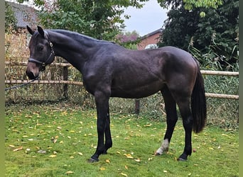 Hanoverian, Gelding, 2 years, 16,3 hh, Bay-Dark