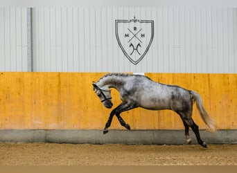 Hanoverian, Gelding, 2 years, 16,3 hh, Grey