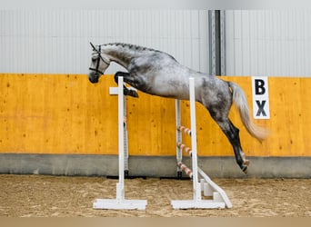 Hanoverian, Gelding, 2 years, 16,3 hh, Grey