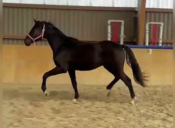 Hanoverian, Gelding, 2 years, Black