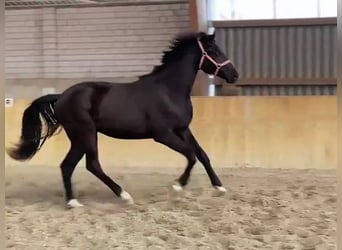 Hanoverian, Gelding, 2 years, Black