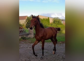 Hanoverian, Gelding, 2 years, Brown