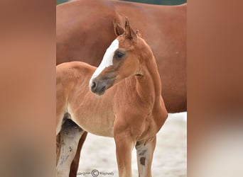 Hanoverian, Gelding, 2 years, Chestnut