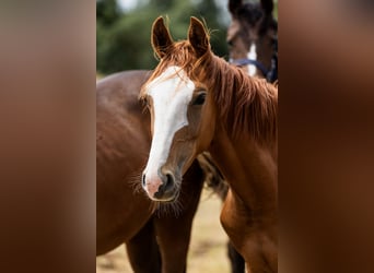 Hanoverian, Gelding, 2 years, Chestnut