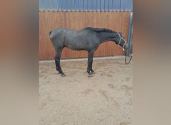 Hanoverian, Gelding, 2 years, Gray-Dark-Tan