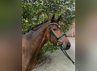 Hanoverian, Gelding, 3 years, 15,1 hh, Brown