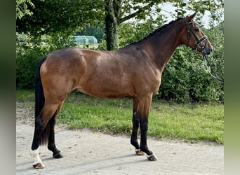 Hanoverian, Gelding, 3 years, 15,1 hh, Brown