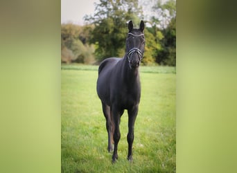 Hannoveraner, Wallach, 3 Jahre, 15,2 hh, Rappe