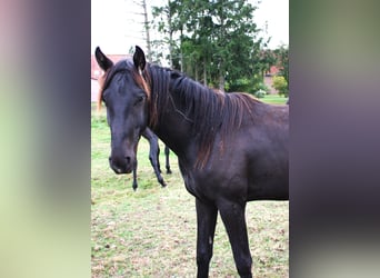 Hanoverian, Gelding, 3 years, 15.2 hh, Black
