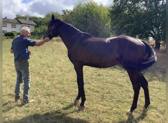 Hanoverian, Gelding, 3 years, 15.2 hh, Black