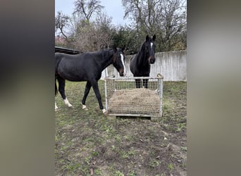 Hanoverian, Gelding, 3 years, 15,2 hh, Brown