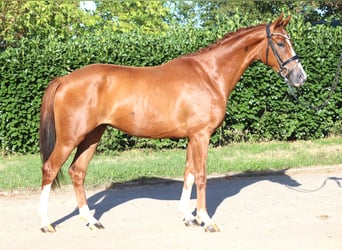 Hanoverian, Gelding, 3 years, 15.2 hh, Chestnut-Red