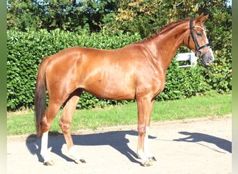Hanoverian, Gelding, 3 years, 15.2 hh, Chestnut-Red